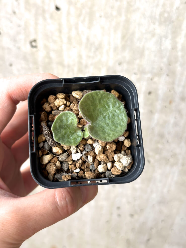 【現品限り】チレコドン・シングラリス【M25】 Tylecodon singularis