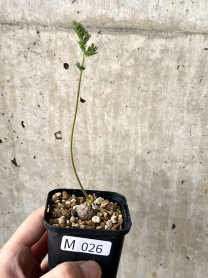 【現品限り】ペラルゴニウム・トリステ 根挿し おそらく発根済み【M26】 Pelargonium triste