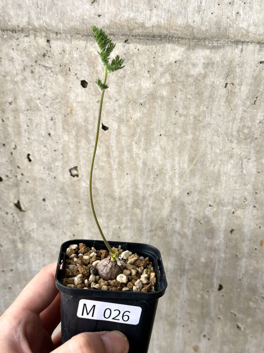 【現品限り】ペラルゴニウム・トリステ 根挿し おそらく発根済み【M26】 Pelargonium triste