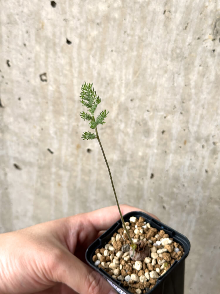 【現品限り】ペラルゴニウム・トリステ 根挿し おそらく発根済み【M26】 Pelargonium triste