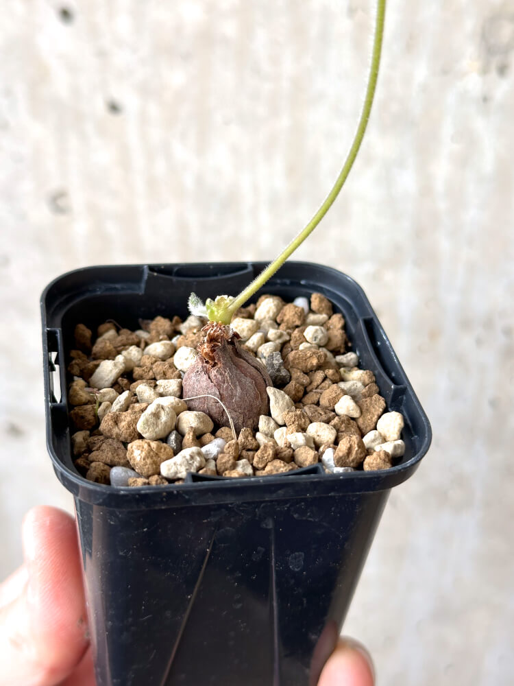 【現品限り】ペラルゴニウム・トリステ 根挿し おそらく発根済み【M26】 Pelargonium triste