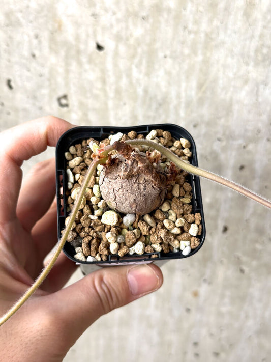 【現品限り】ペラルゴニウム・トリステ 根挿し おそらく発根済み【M27】 Pelargonium triste