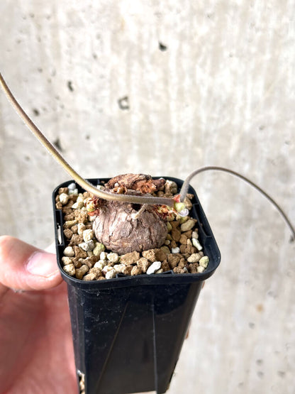 【現品限り】ペラルゴニウム・トリステ 根挿し おそらく発根済み【M27】 Pelargonium triste