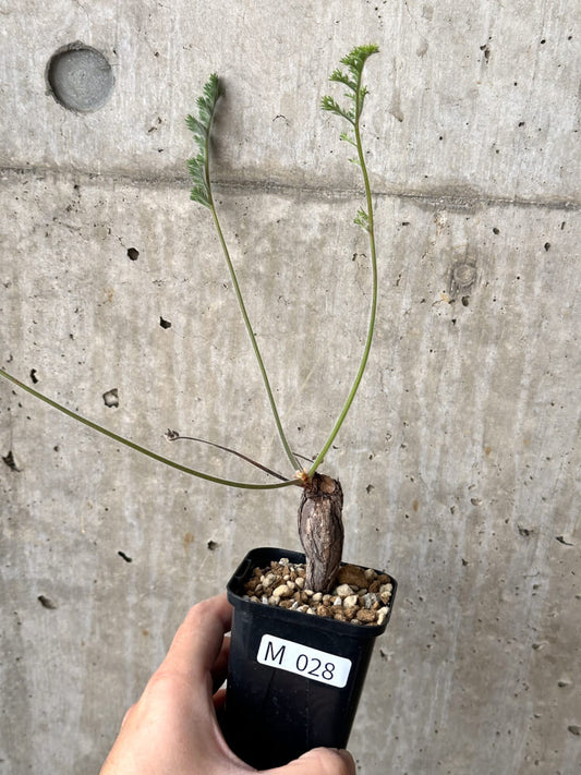 【現品限り】ペラルゴニウム・トリステ 根挿し おそらく発根済み【M28】 Pelargonium triste