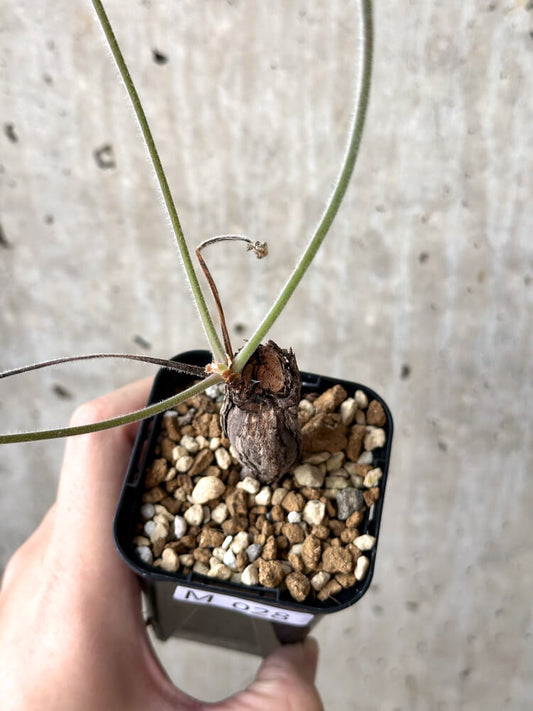 【現品限り】ペラルゴニウム・トリステ 根挿し おそらく発根済み【M28】 Pelargonium triste