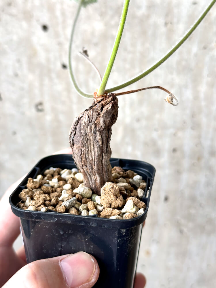 【現品限り】ペラルゴニウム・トリステ 根挿し おそらく発根済み【M28】 Pelargonium triste