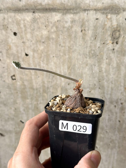 【現品限り】ペラルゴニウム・トリステ 根挿し おそらく発根済み【M29】 Pelargonium triste