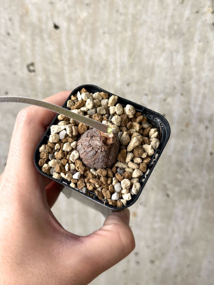 【現品限り】ペラルゴニウム・トリステ 根挿し おそらく発根済み【M29】 Pelargonium triste