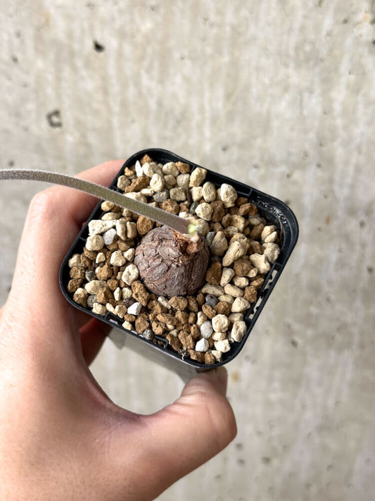 【現品限り】ペラルゴニウム・トリステ 根挿し おそらく発根済み【M29】 Pelargonium triste