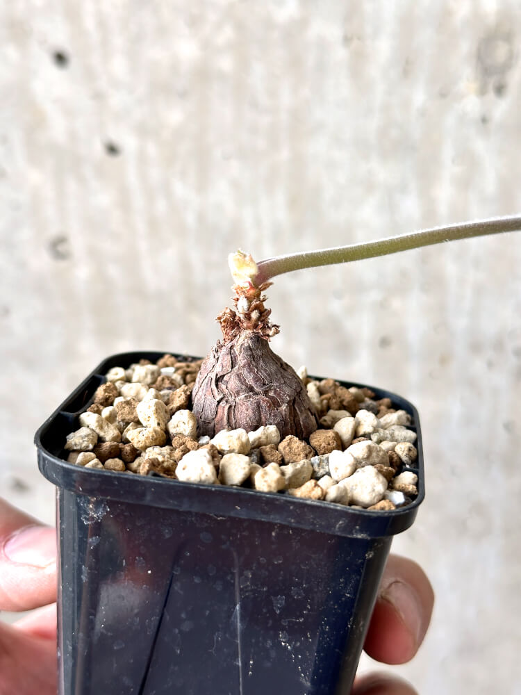 【現品限り】ペラルゴニウム・トリステ 根挿し おそらく発根済み【M29】 Pelargonium triste