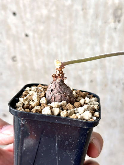 【現品限り】ペラルゴニウム・トリステ 根挿し おそらく発根済み【M29】 Pelargonium triste