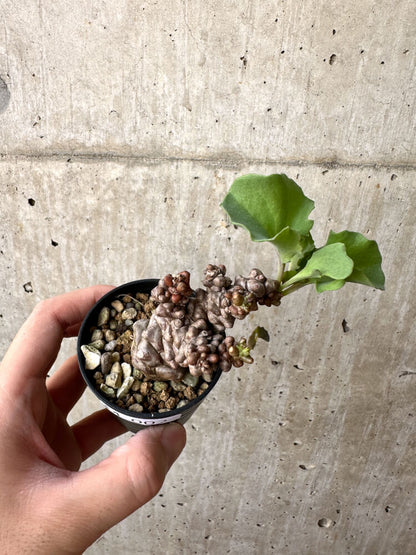 【現品限り】オトンナ・ヘレー 蛮鬼塔【M2】 Othonna herrei