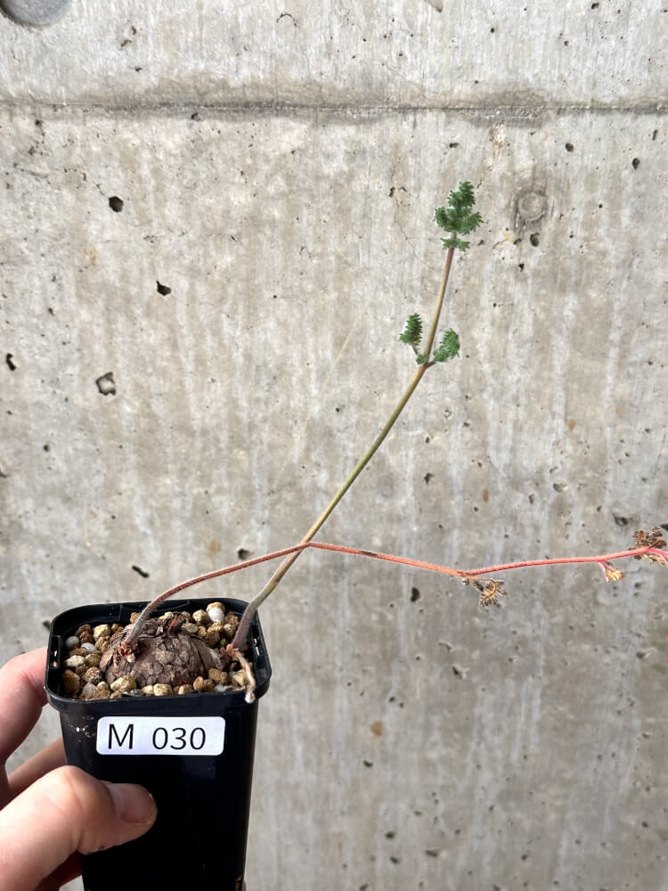 【現品限り】ペラルゴニウム・トリステ 根挿し おそらく発根済み【M30】 Pelargonium triste