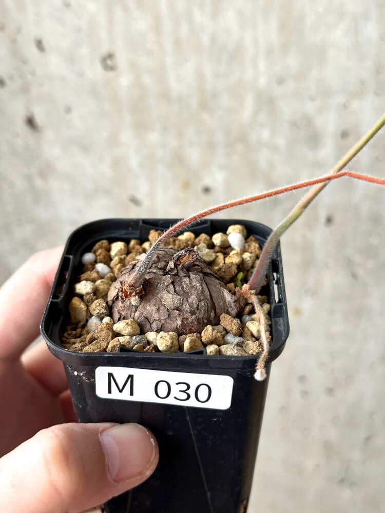 【現品限り】ペラルゴニウム・トリステ 根挿し おそらく発根済み【M30】 Pelargonium triste