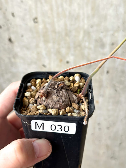 【現品限り】ペラルゴニウム・トリステ 根挿し おそらく発根済み【M30】 Pelargonium triste