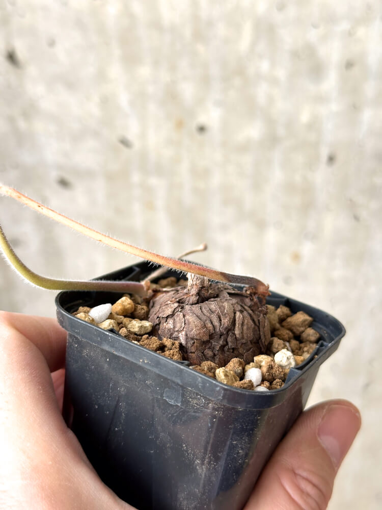 【現品限り】ペラルゴニウム・トリステ 根挿し おそらく発根済み【M30】 Pelargonium triste