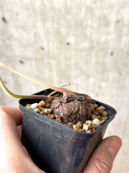 【現品限り】ペラルゴニウム・トリステ 根挿し おそらく発根済み【M30】 Pelargonium triste