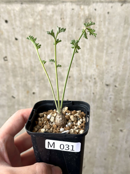 【現品限り】ペラルゴニウム・カルノーサム【M31】 Pelargonium carnosum