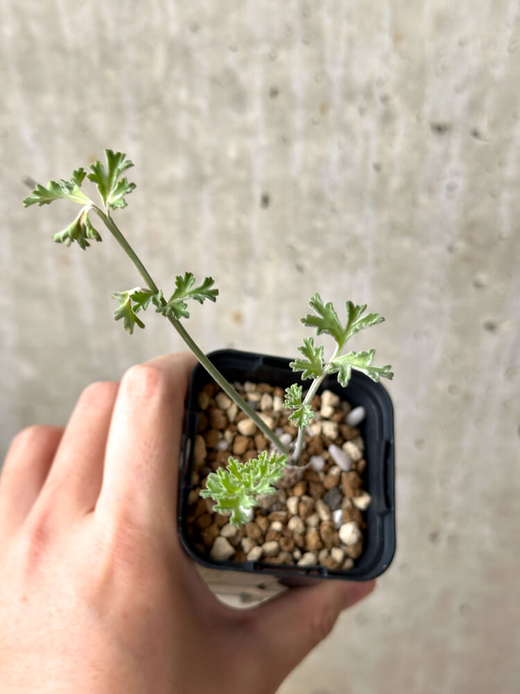 【現品限り】ペラルゴニウム・カルノーサム【M31】 Pelargonium carnosum