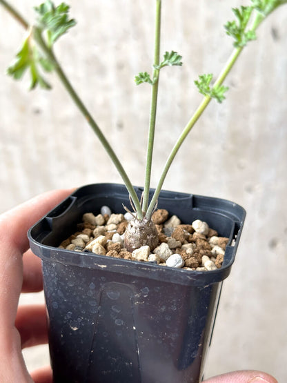 【現品限り】ペラルゴニウム・カルノーサム【M31】 Pelargonium carnosum