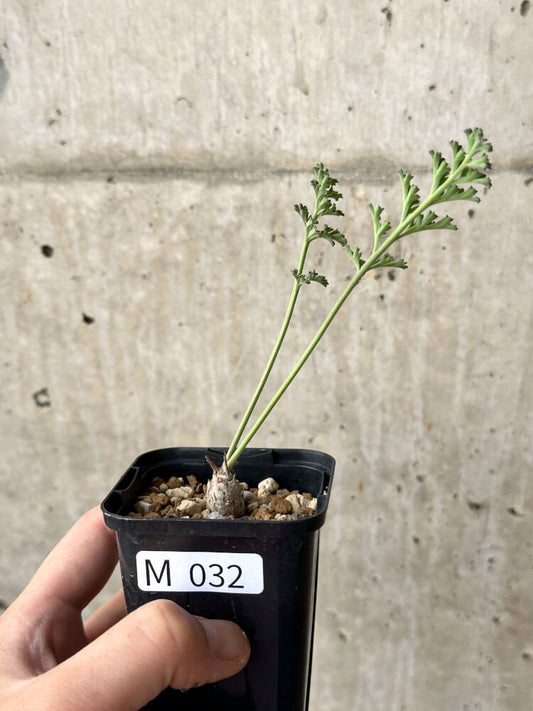 【現品限り】ペラルゴニウム・カルノーサム【M32】 Pelargonium carnosum
