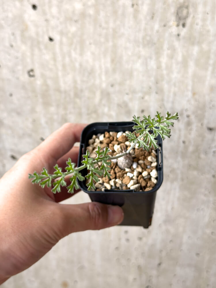 【現品限り】ペラルゴニウム・カルノーサム【M32】 Pelargonium carnosum