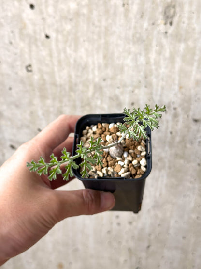 【現品限り】ペラルゴニウム・カルノーサム【M32】 Pelargonium carnosum