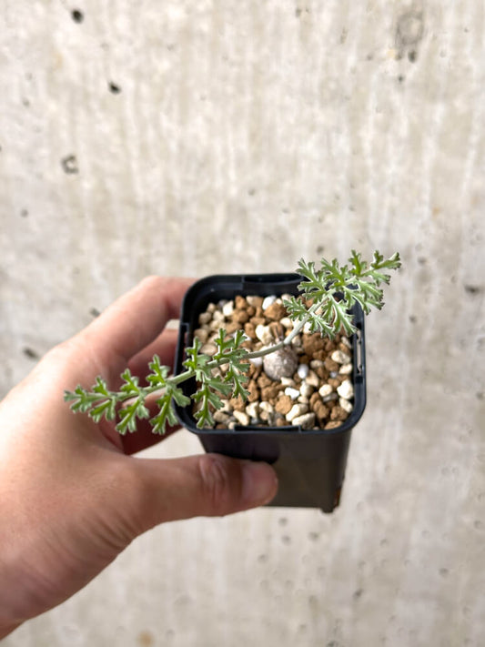 【現品限り】ペラルゴニウム・カルノーサム【M32】 Pelargonium carnosum