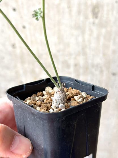 【現品限り】ペラルゴニウム・カルノーサム【M32】 Pelargonium carnosum