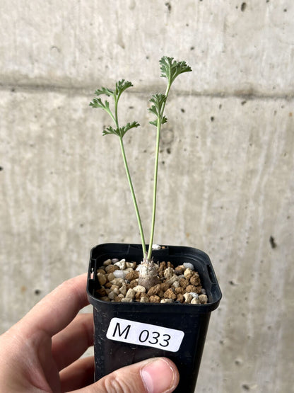 【現品限り】ペラルゴニウム・カルノーサム【M33】 Pelargonium carnosum