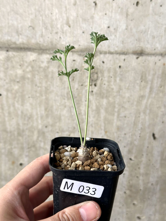 【現品限り】ペラルゴニウム・カルノーサム【M33】 Pelargonium carnosum