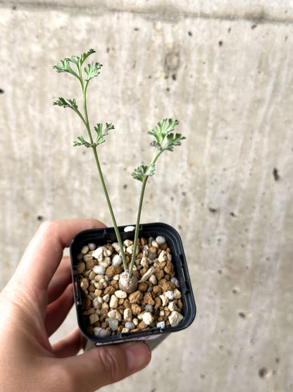 【現品限り】ペラルゴニウム・カルノーサム【M33】 Pelargonium carnosum