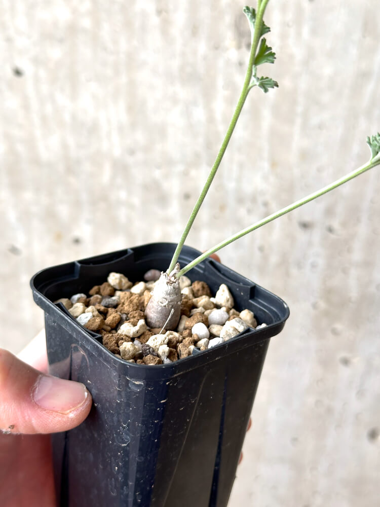 【現品限り】ペラルゴニウム・カルノーサム【M33】 Pelargonium carnosum