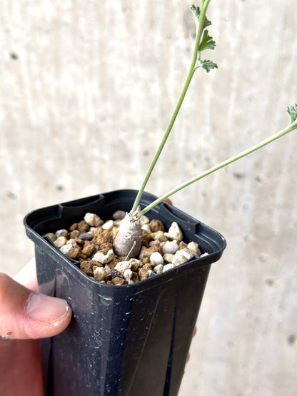 【現品限り】ペラルゴニウム・カルノーサム【M33】 Pelargonium carnosum