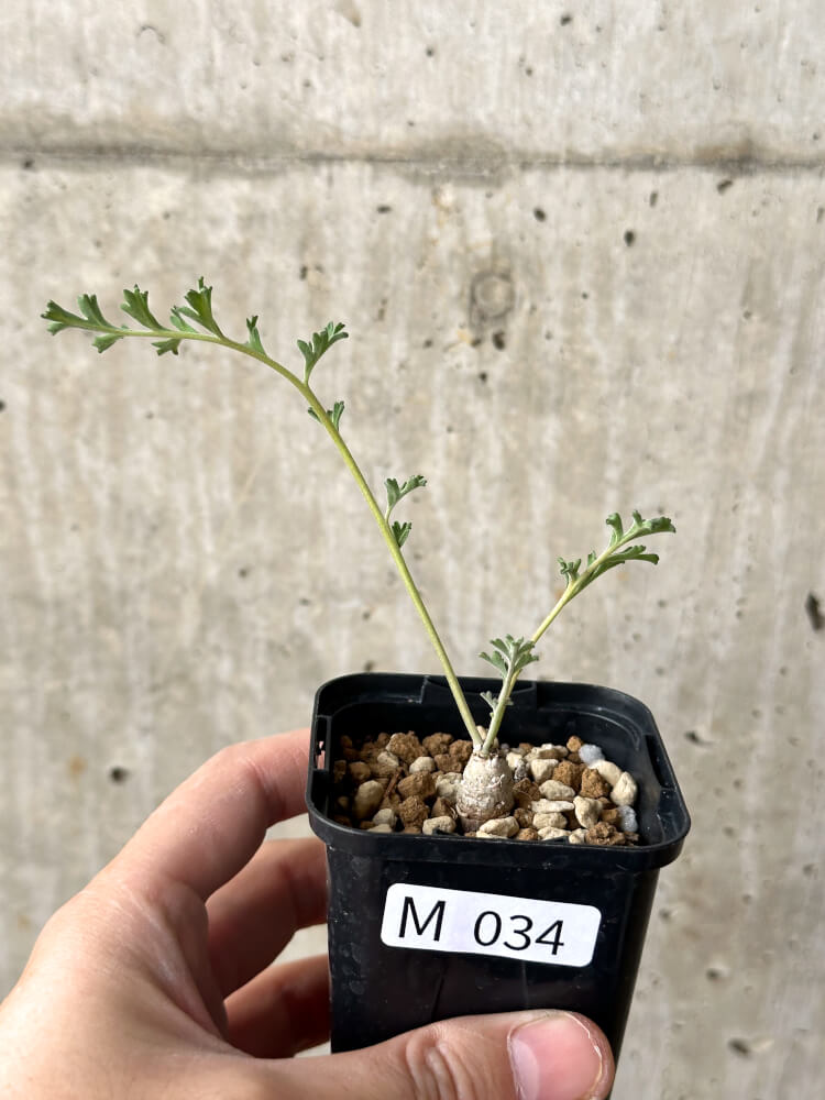 【現品限り】ペラルゴニウム・カルノーサム【M34】 Pelargonium carnosum