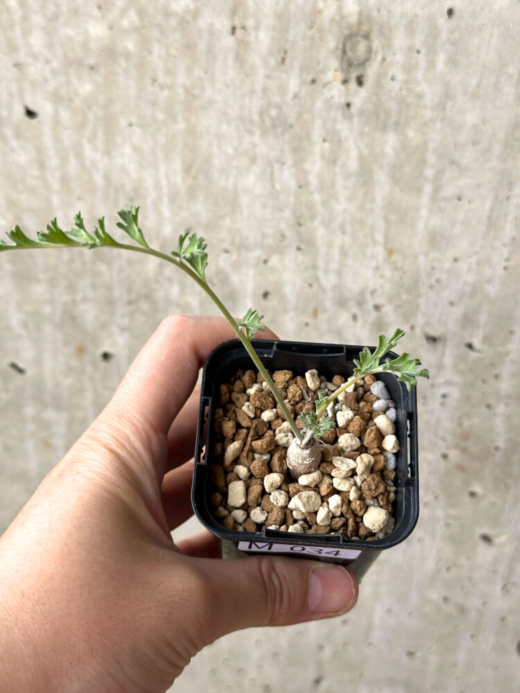 【現品限り】ペラルゴニウム・カルノーサム【M34】 Pelargonium carnosum