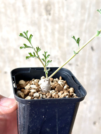 【現品限り】ペラルゴニウム・カルノーサム【M34】 Pelargonium carnosum