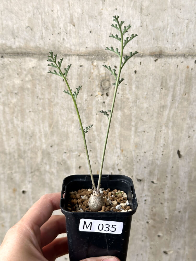 【現品限り】ペラルゴニウム・カルノーサム【M35】 Pelargonium carnosum