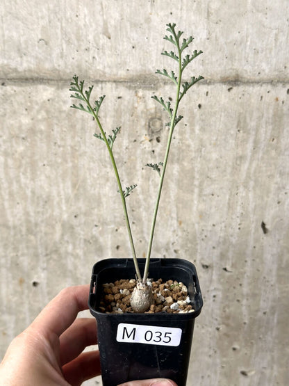 【現品限り】ペラルゴニウム・カルノーサム【M35】 Pelargonium carnosum