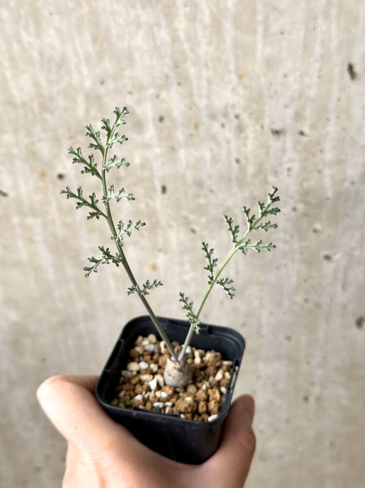 【現品限り】ペラルゴニウム・カルノーサム【M35】 Pelargonium carnosum