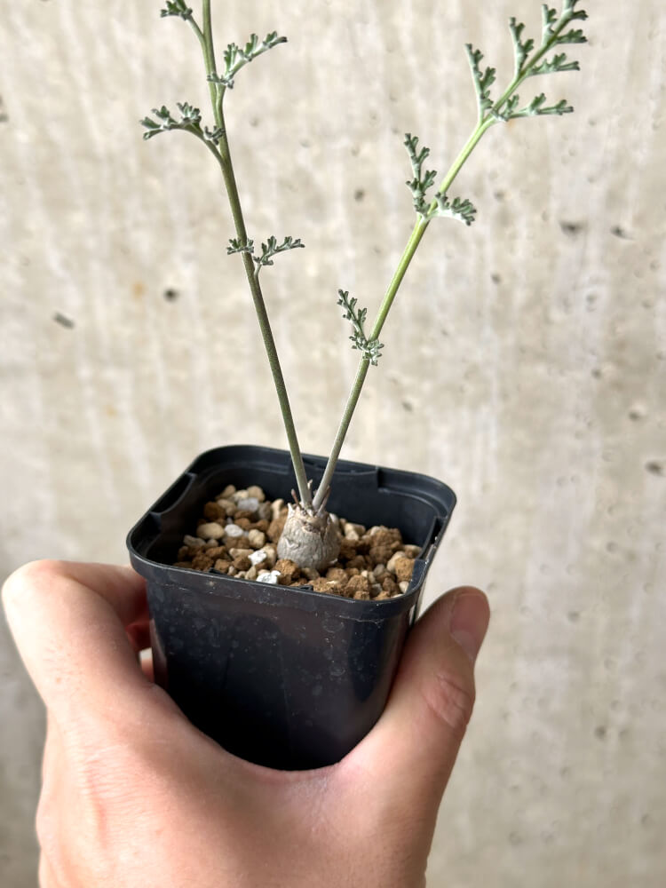 【現品限り】ペラルゴニウム・カルノーサム【M35】 Pelargonium carnosum