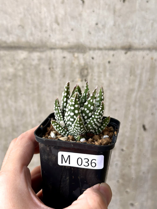 【現品限り】ハオルチア・プミラ・ドーナツ【M36】 Haworthia pumila Donuts