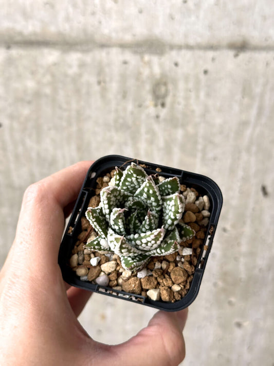 【現品限り】ハオルチア・プミラ・ドーナツ【M36】 Haworthia pumila Donuts