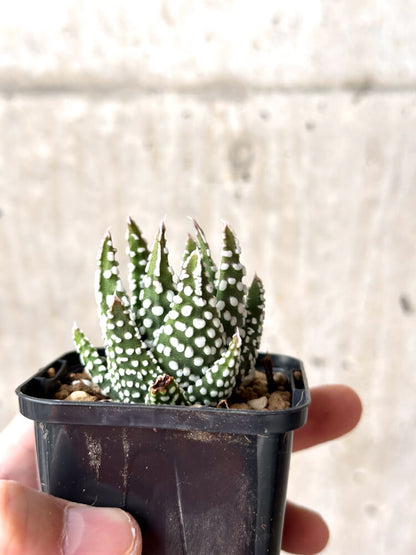 【現品限り】ハオルチア・プミラ・ドーナツ【M36】 Haworthia pumila Donuts