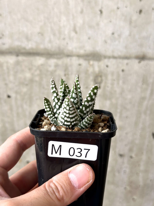 【現品限り】ハオルチア・プミラ・ドーナツ【M37】 Haworthia pumila Donuts