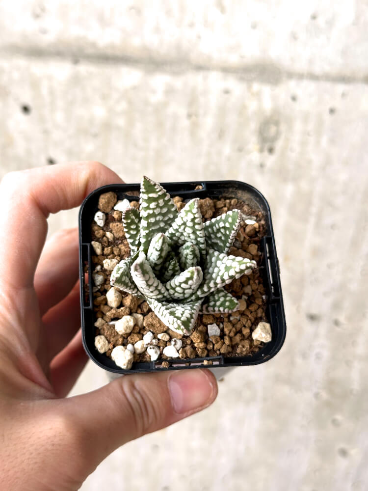 【現品限り】ハオルチア・プミラ・ドーナツ【M37】 Haworthia pumila Donuts