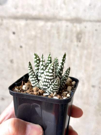 【現品限り】ハオルチア・プミラ・ドーナツ【M37】 Haworthia pumila Donuts