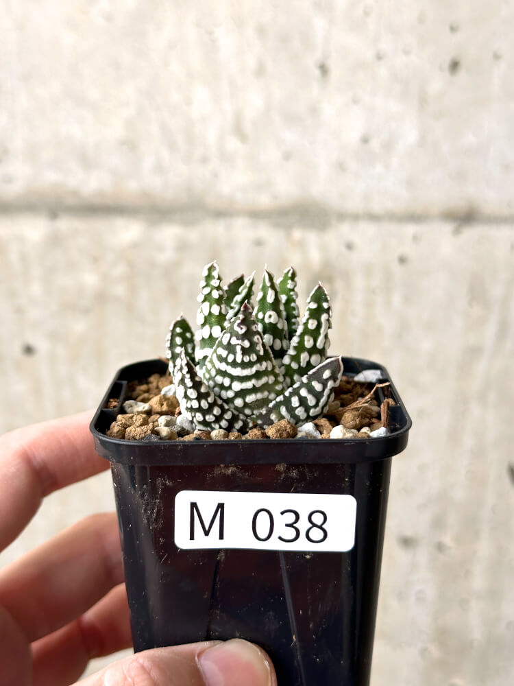 【現品限り】ハオルチア・プミラ・ドーナツ【M38】 Haworthia pumila Donuts