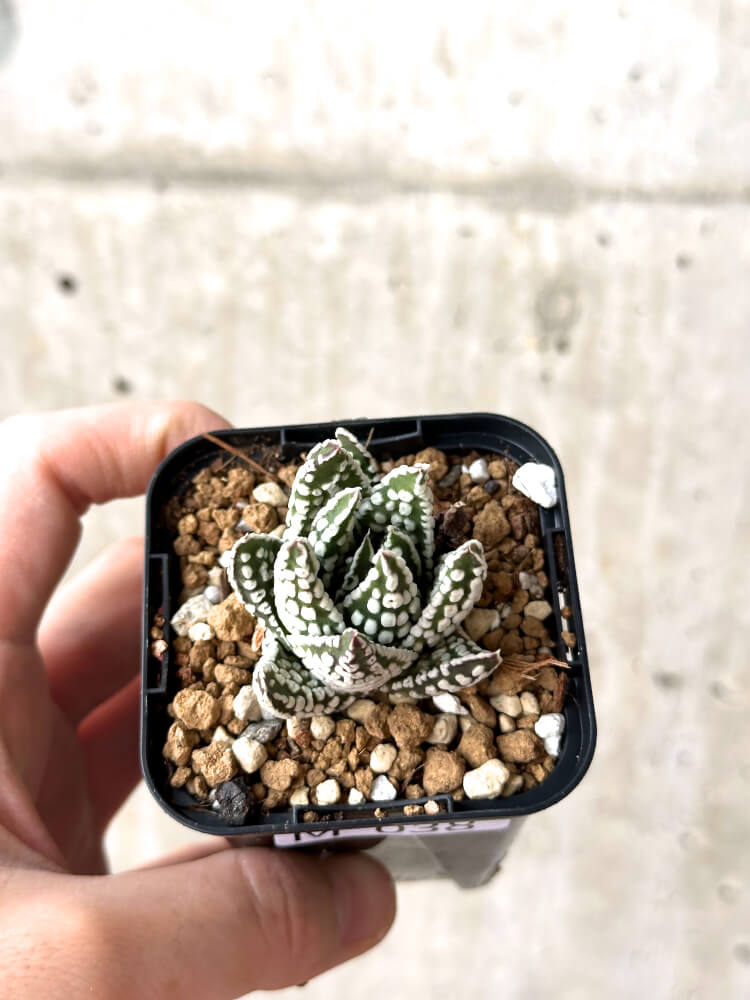 【現品限り】ハオルチア・プミラ・ドーナツ【M38】 Haworthia pumila Donuts