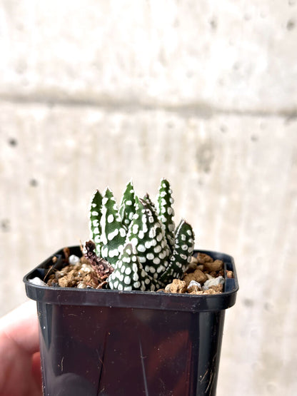 【現品限り】ハオルチア・プミラ・ドーナツ【M38】 Haworthia pumila Donuts